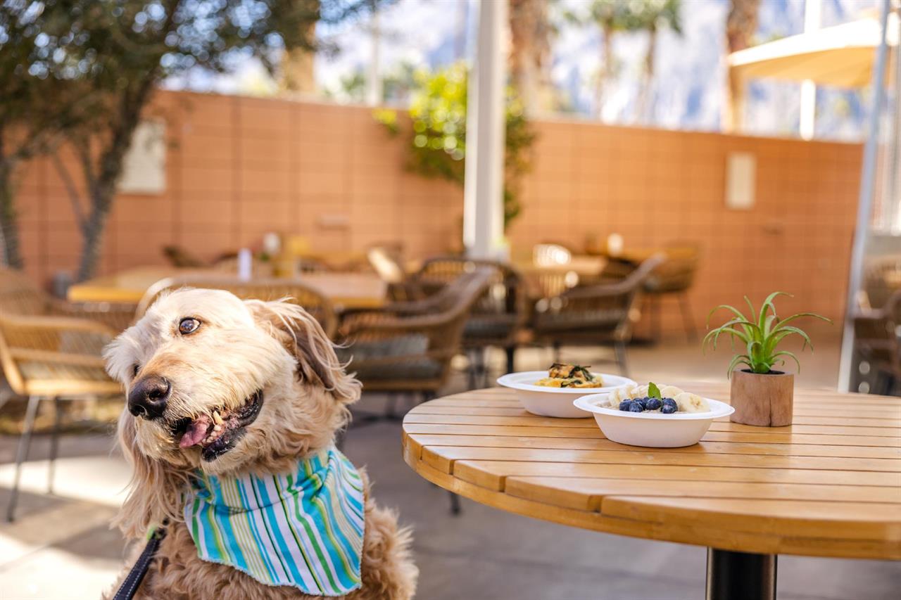dog seated at restaurant table